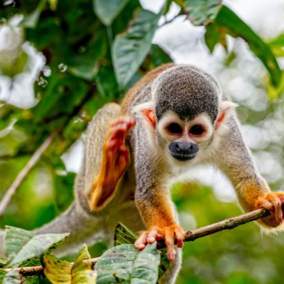 Voyage en Equateur : Andes et Amazoniie